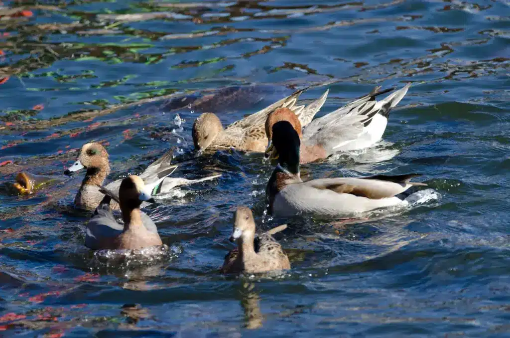 Ducks Mallards Wigeons on Water 