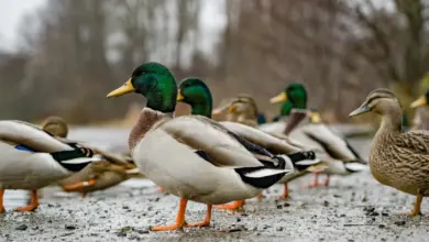 Group of Ducks in the Rain. Ducks Service Animals
