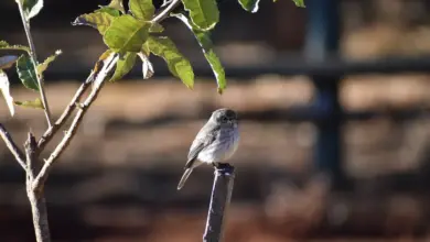 A Dusky Flycatcher Perched In The Wood