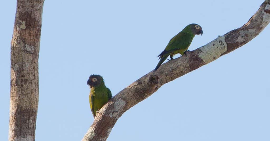 Dusky-Headed Parakeet Pair On A Branch