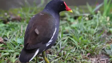 Dusky Moorhen