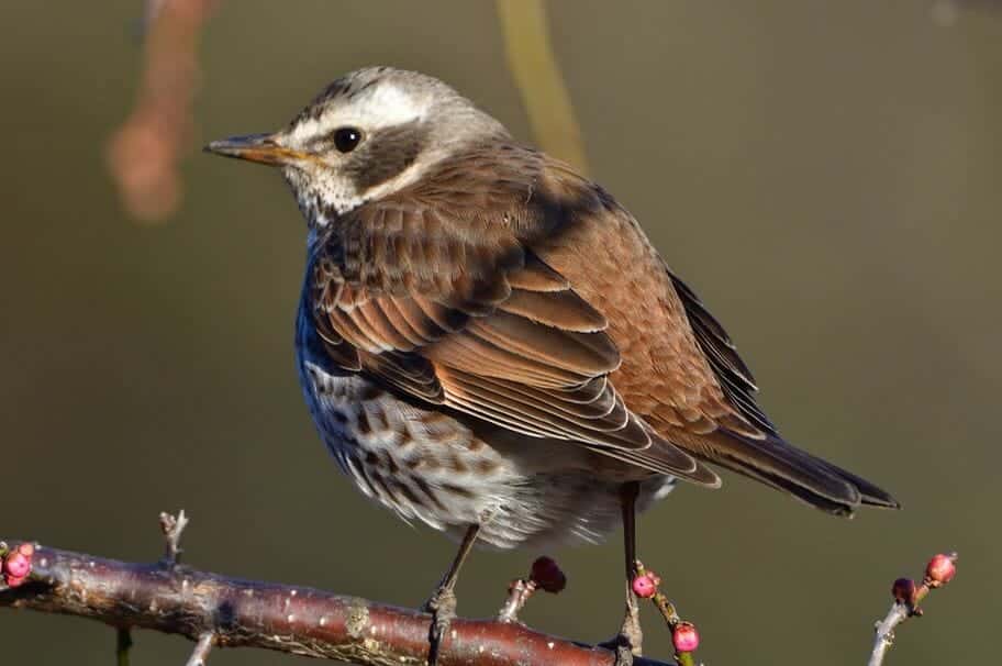 A Dusky Thrush, with its brown and gray plumage and a speckled white underbelly, perches on a branch with small buds. The bird has a sharp beak and is positioned sideways, showing off its detailed feather patterns against a blurred background.