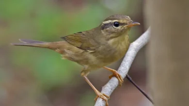 Dusky Warbler