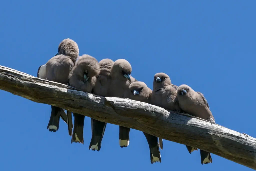 Dusky Woodswallows