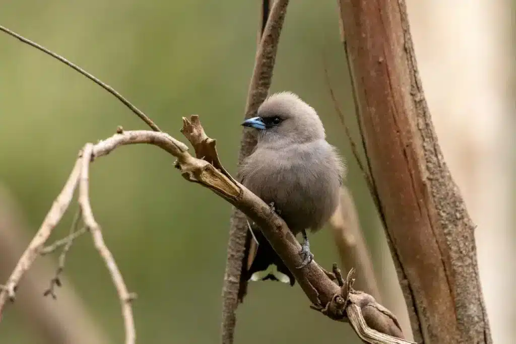 Dusky Woodswallows on a Tree Branch 