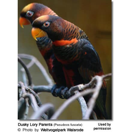 Dusky Lory Parents (Pseudeos fuscata) 