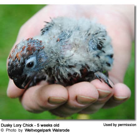 Dusky Lory Chick - 5 weeks old
