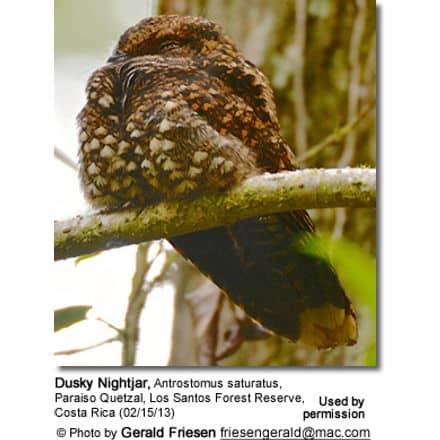 Dusky Nightjar, Antrostomus saturatus, Paraiso Quetzal, Costa Rica (02/15/13)