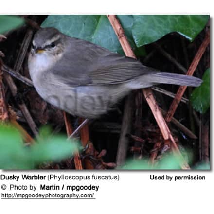 Dusky Warbler