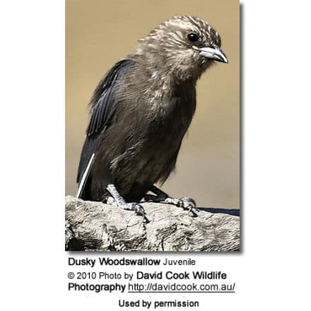 Dusky Woodswallow (Artamus cyanopterus) - Juvenile