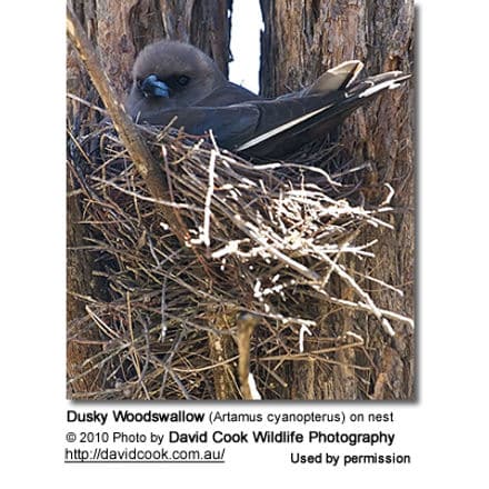 Dusky Woodswallow sitting on nest