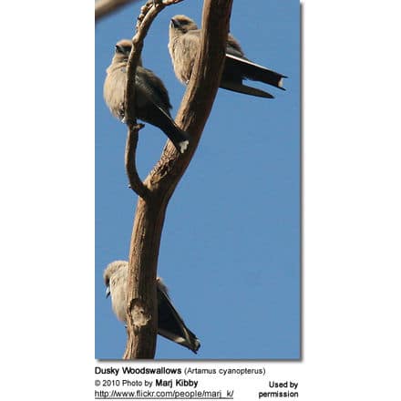 Dusky Wood Swallows