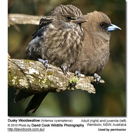 Dusky Woodswallow (Artamus cyanopterus) - Right Adult; Left Immature