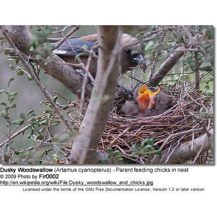 Dusky Woodswallow (Artamus cyanopterus) - Parent feeding chicks in nest
