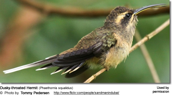 Dusky-throated Hermit