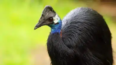 Dwarf Cassowaries