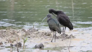 Two Dwarf Olive Ibises Id Looking For Food