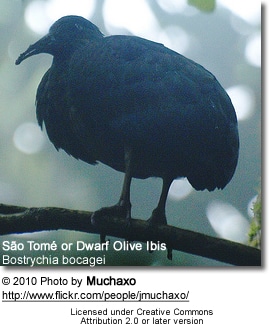 SÃ£o TomÃ© Ibis (Bostrychia bocagei), also known as the Dwarf Olive Ibis