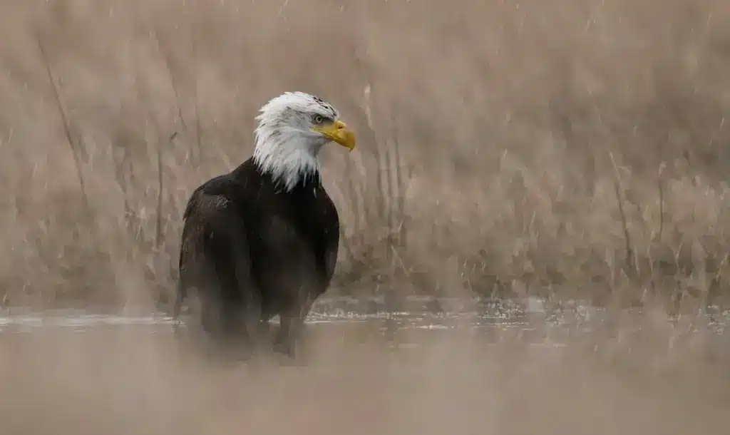 Eagle On The Ground In The Rain