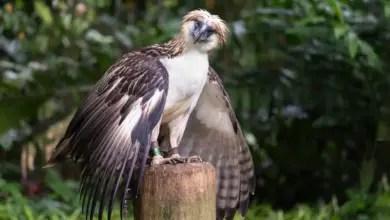 Philippine Eagle Eagle Species