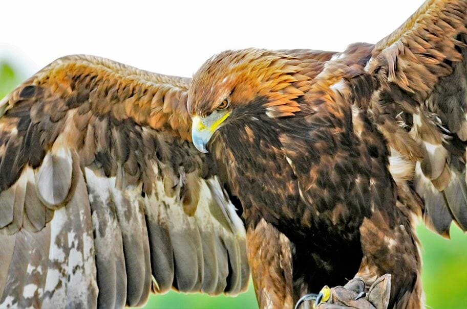 Eagle-golden Spread Wings