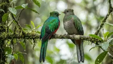 Eared Quetzals (Euptilotis neoxenus)