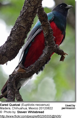 Eared Quetzal (Euptilotis neoxenus)
