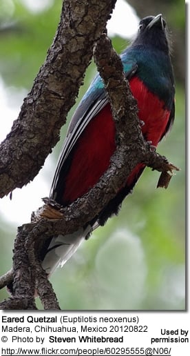 Eared Quetzal (Euptilotis neoxenus)