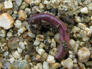 Earthworms Eat Dirt