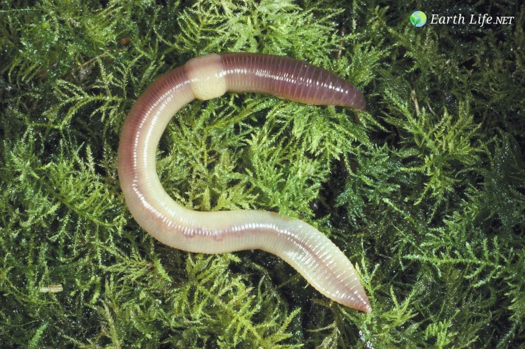 Earthworm Macro On Grass
