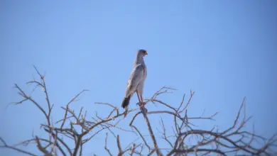 The Eastern Chanting Goshawk On Top Of A Tree