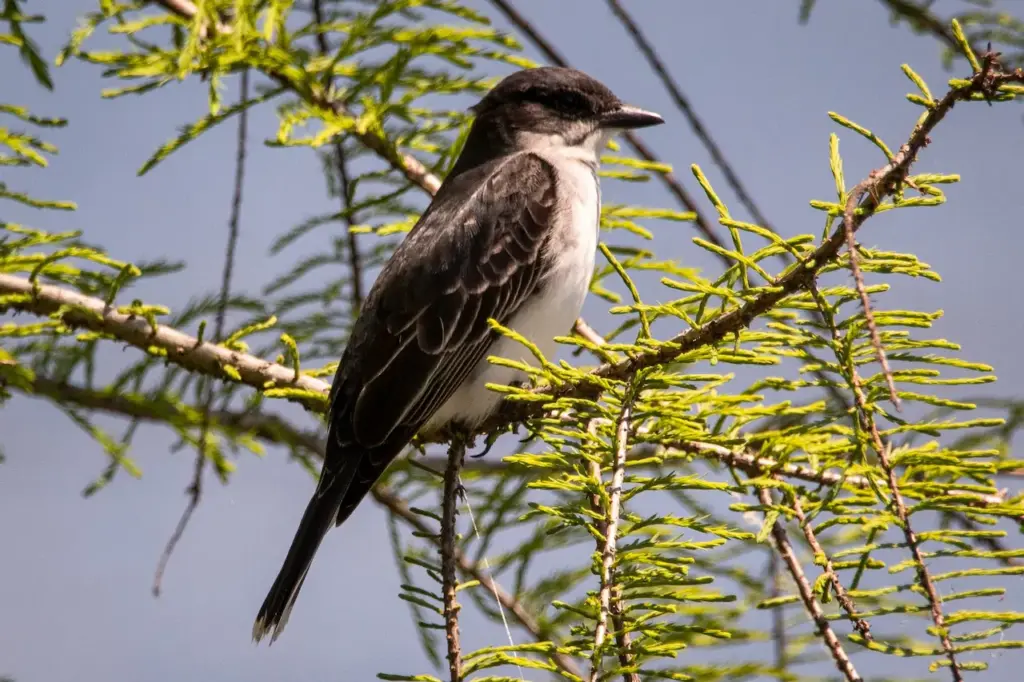 The Eastern Kingbirds Sat On A Branch