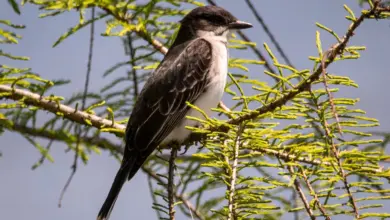 The Eastern Kingbirds Sat On A Branch