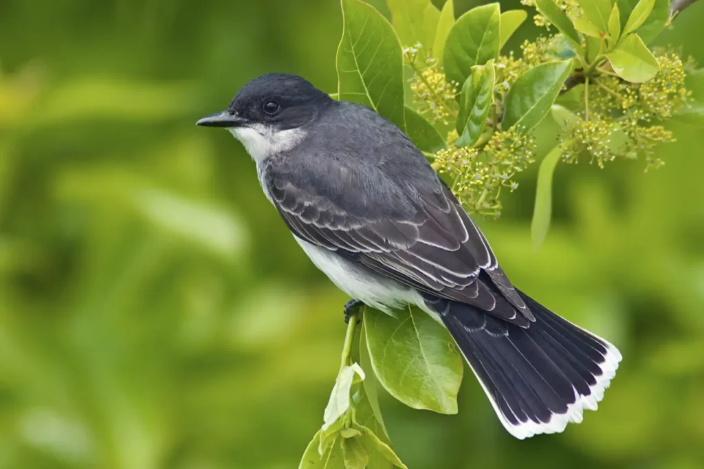 Eastern Kingbirds Image 