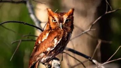 The Eastern Screech Owls Close Up Image