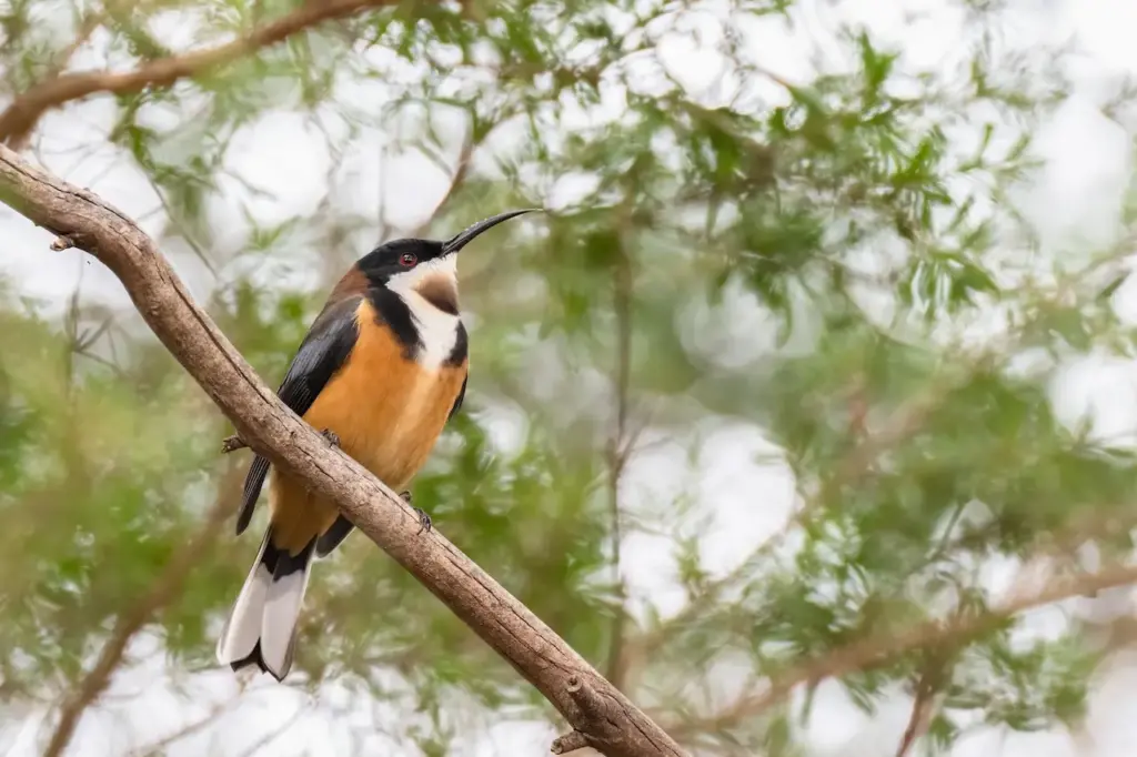 An Eastern Spinebills perched on a tree.