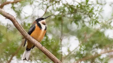 An Eastern Spinebills perched on a tree.