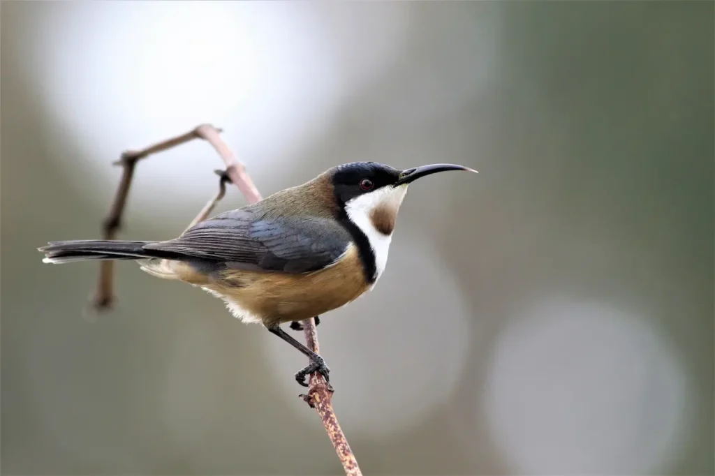 Eastern Spinebills on a Thorn