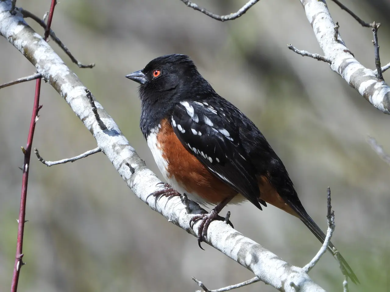 The Eastern Towhees Perched In A White Branch Of A Tree