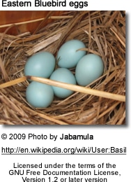 Eastern Bluebird eggs