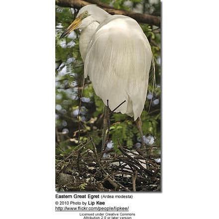 Eastern Great Egret (Ardea modesta)