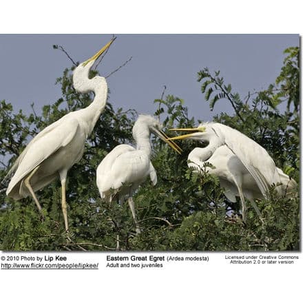 Eastern Great Egret (Ardea modesta) Adult and two uveniles