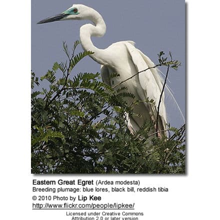 Eastern Great Egret (Ardea modesta) - breeding plumage