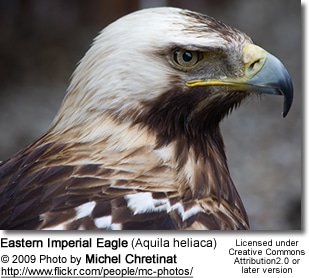 Eastern Imperial Eagle (Aquila heliaca)