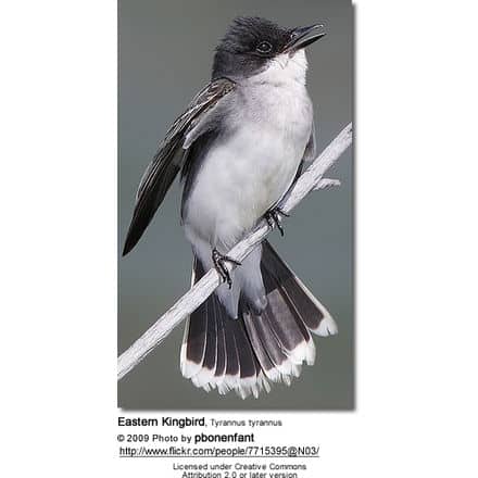 Eastern Kingbird, Tyrannus tyrannus