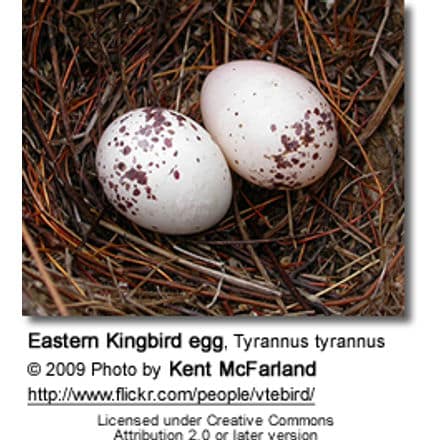 Eastern Kingbird egg, Tyrannus tyrannus
