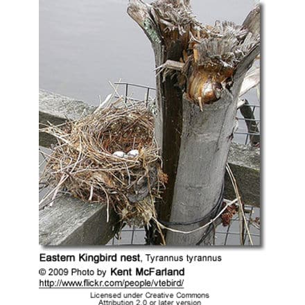 Eastern Kingbird nest, Tyrannus tyrannus