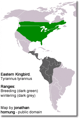 Eastern Kingbird, Tyrannus tyrannus