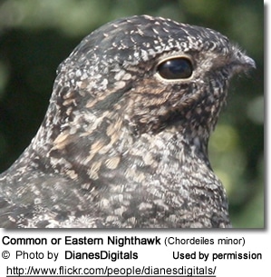 Common or Eastern Nighthawk (Chordeiles minor)