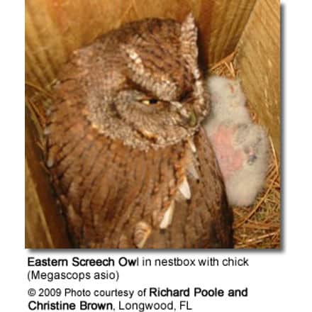 Eastern Screech Owl in nestbox with chick (Megascops asio)